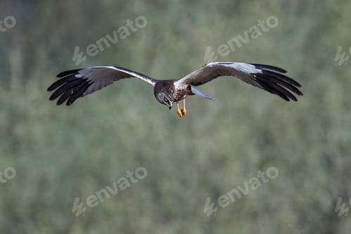 Preview: Western marsh harrier (Circus aeruginosus)
