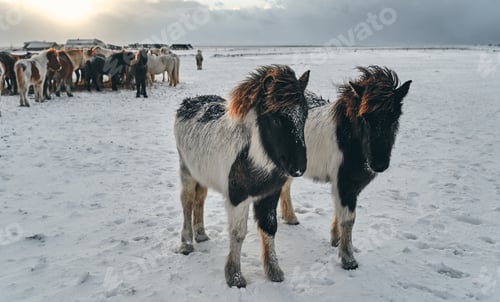 Preview: Travel to a cold snowy country