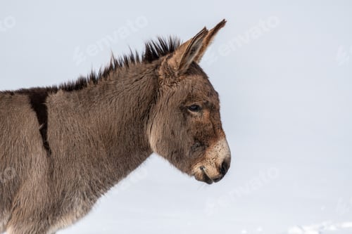 Preview: A solitary donkey stands in the snowy landscape