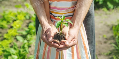 Preview: A child with his father plant a nursery garden. Selective focus.