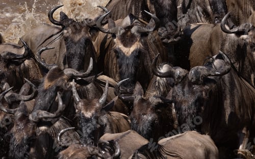 Preview: The Great Migration in Africa