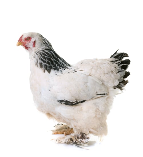 Preview: brahma chicken in studio