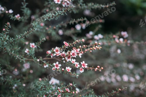 Preview: Manuka Tea Tree Bush with Pink Flowers