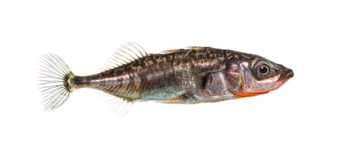 Preview: Three-spined stickleback, Gasterosteus aculeatus, isolated on white