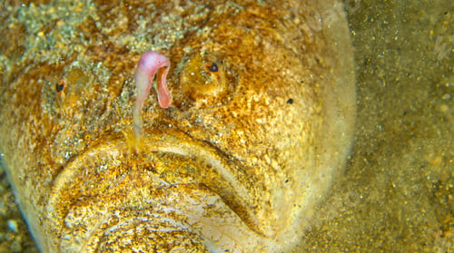 Preview: Stargazer, Cabo Cope Puntas del Calnegre Regional Park, Spain