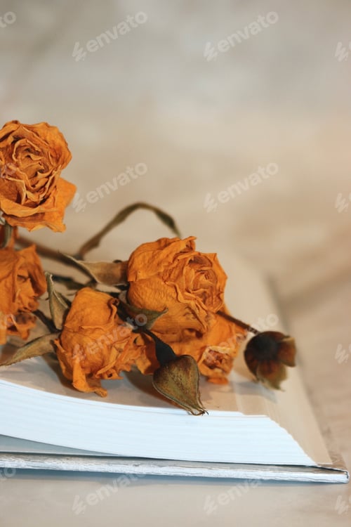 Preview: Bright dried roses