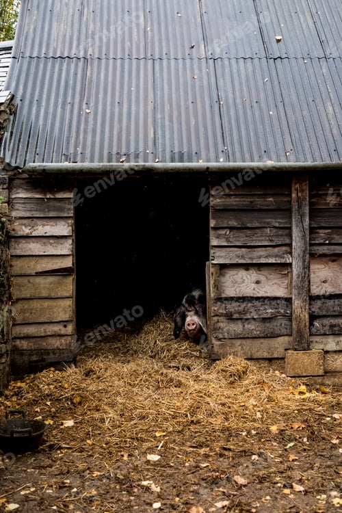 Preview: Sow looking through the doorway of a pigsty on a farm.