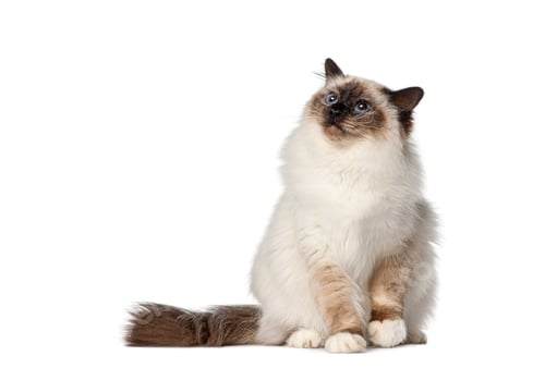 Preview: Birman cat sitting and looking up on white background