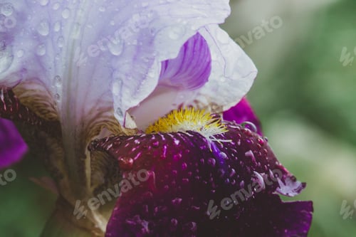 Preview: Purple iris
