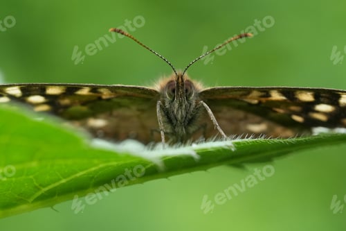 Preview: Extreme facial closeup on the Speckled wood butterfly, Pararge aegeria in the garden