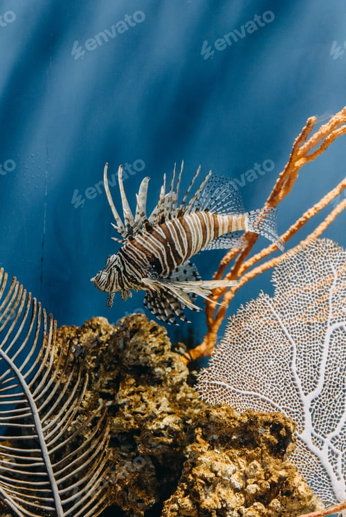 Preview: Fish in an aquarium at the Indianapolis zoo