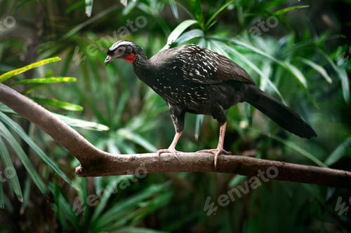 Preview: White-browed Guan bird (Penelope jacucaca)