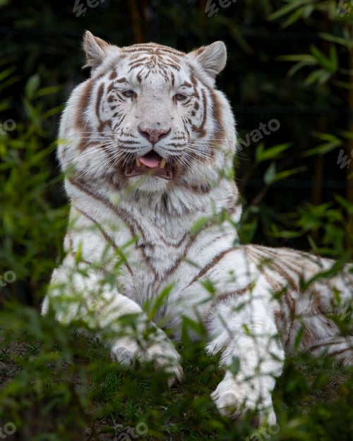 Preview: White tiger resting among green foliage.