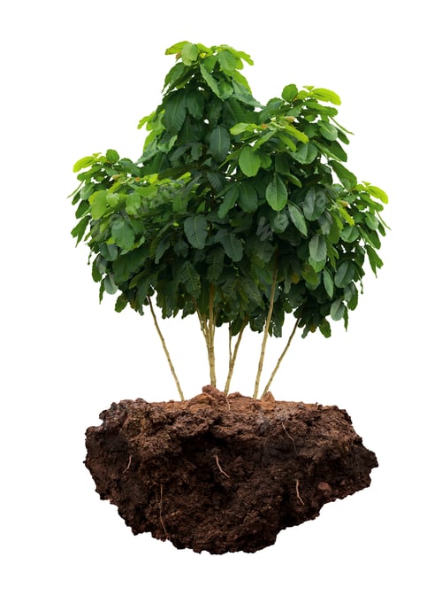 Preview: Tree isolated on white background.