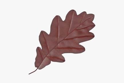Preview: Red Oak Leaf - Autumn Shade