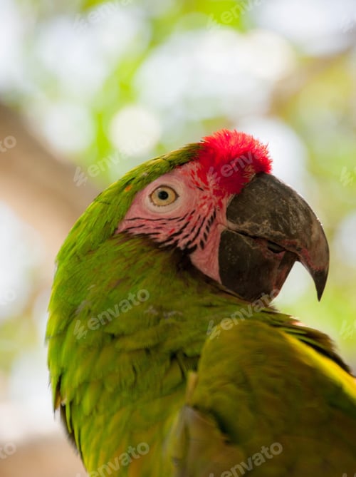 Preview: bird, parrot, Scarlet, Macaw