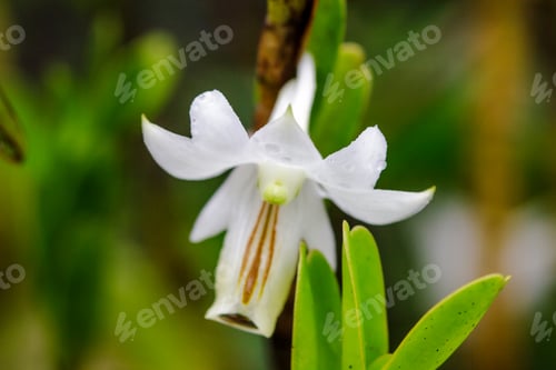Preview: Dendrobium ellipsophyllum, white petals