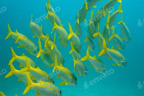Preview: School of blackspot snapperfish in the sea