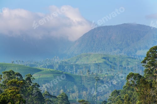 Preview: Tea plantation