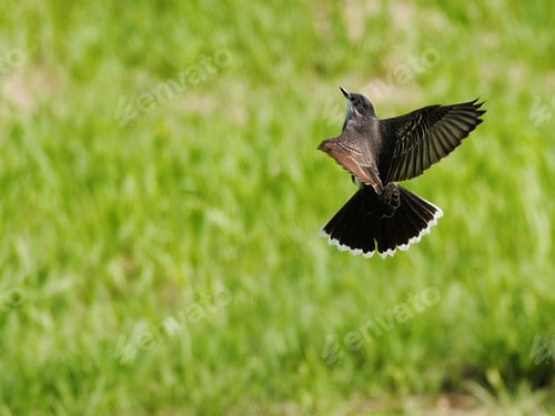 Preview: Black and brown Bird in flight with wings extended horizontally