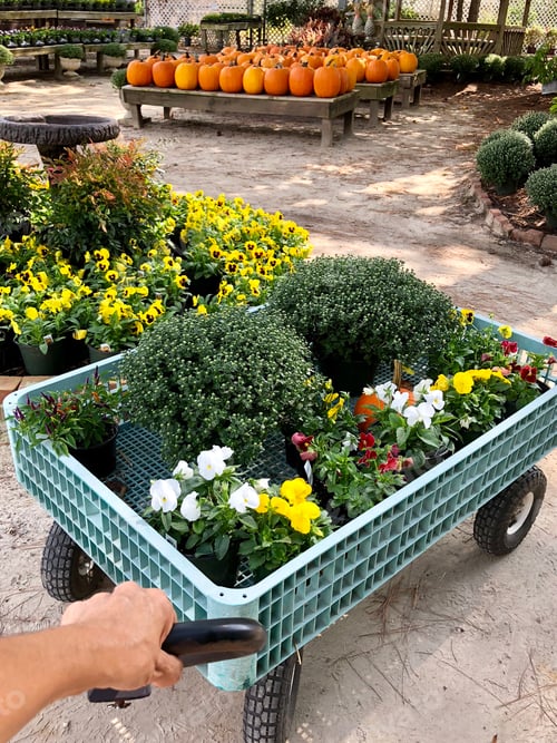 Preview: Woman at the nursery getting Fall flowers for her garden with pumpkins in background