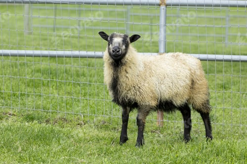 Preview: Cute icelandic sheep lamb.