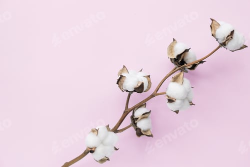Preview: Cotton flower , pink background. Concept, copy space for text, place, flat lay