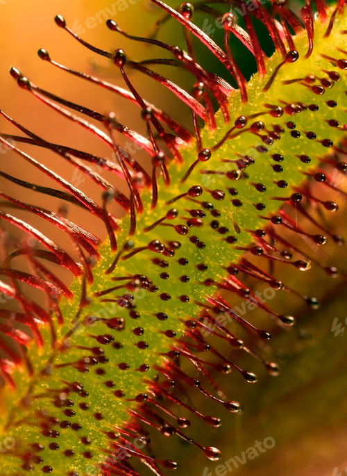 Preview: Sundew plant