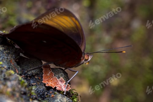 Preview: Butterfly resting peacefully on the edge of a rock
