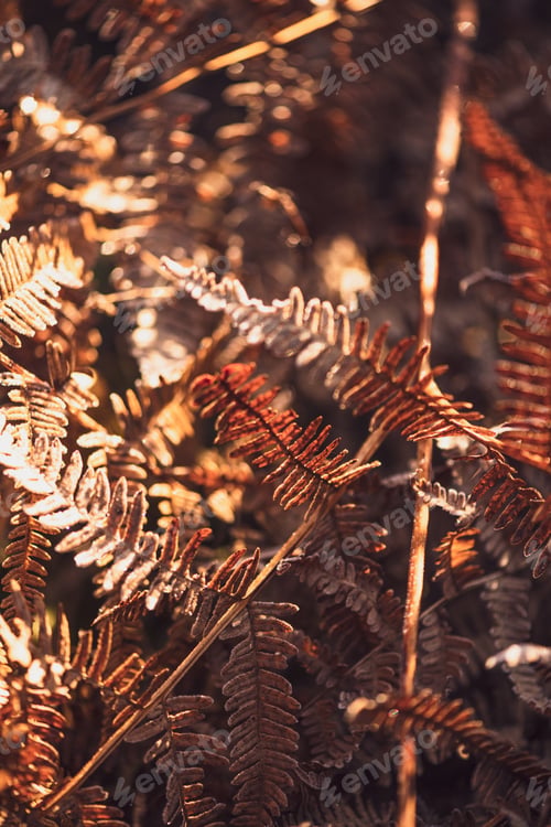 Preview: Autumn Landscape with Blurred Vibrant Leaves and Natural Colors