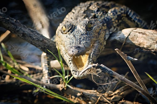 Preview: Crocodile with open mouth in natural habitat.