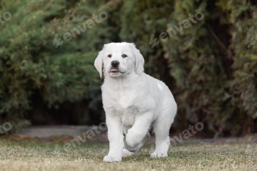 Preview: Central Asian Shepherd Dog puppy. White puppy. Dog litter. Kennel. Gigant dog breed puppy