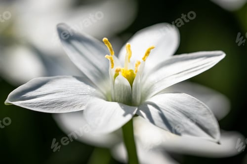 Preview: Close up shot of a white Star of Bethlehem flower on a blurry background