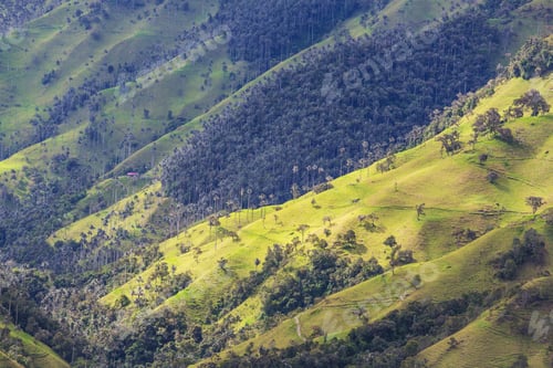 Preview: Cocora