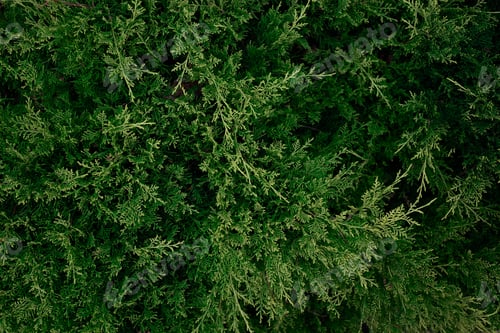 Preview: juicy fresh green needles. great out for design.