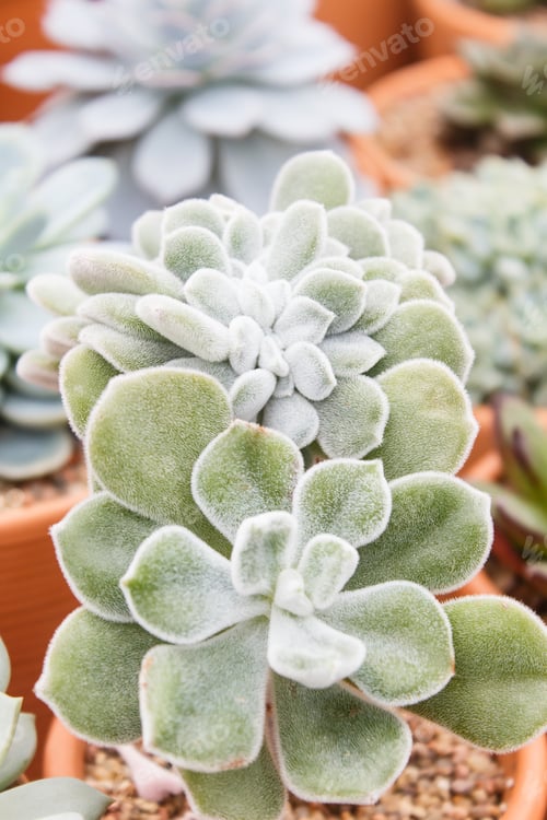 Preview: beautiful succulent plant in greenhouse