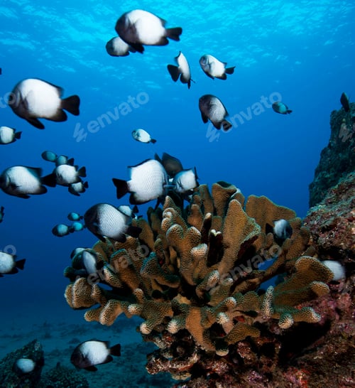 Preview: A Beautiful Colorful sea life underwater