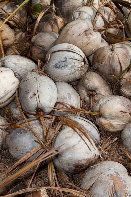 Preview: raw coconuts