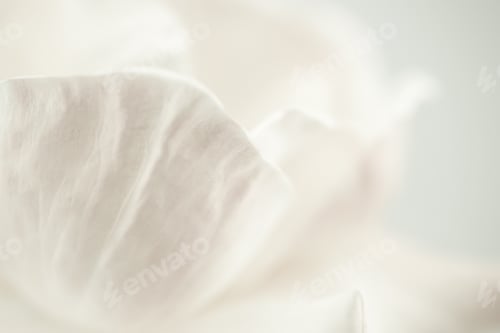 Preview: Sweet Color Rose Petals In Soft And Blur Style For Romantic Background