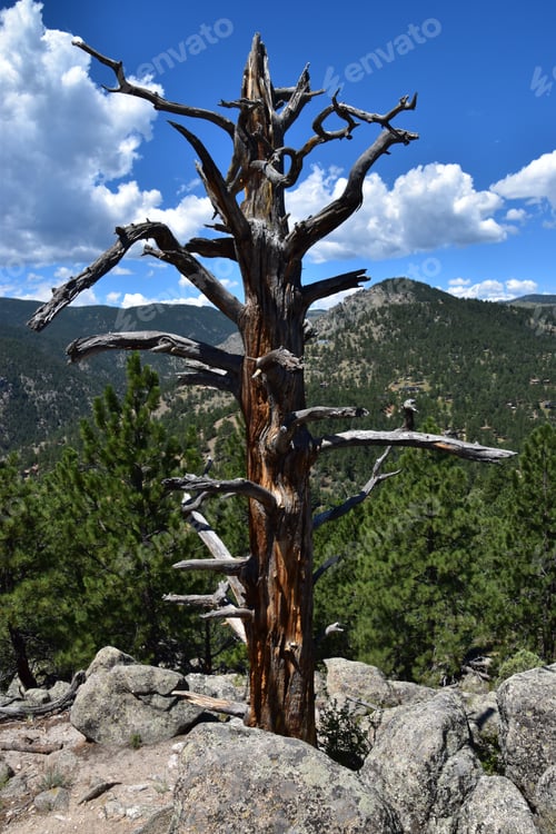 Preview: Striking image of a dead tree against a mountainous backdrop with a clear blue sky