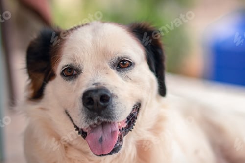 Preview: white dog with open muzzle while on the ground