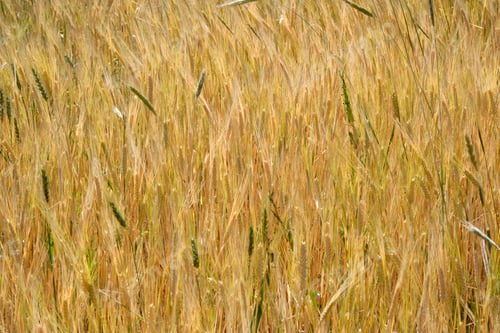 Preview: Wheat field