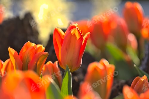 Preview: Tulips