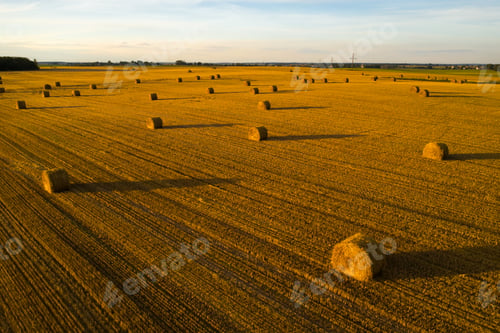 Preview: Straw bales on farmland with a blue cloudy sky.Harvested field with bales in Europe.Harvest.Belarus