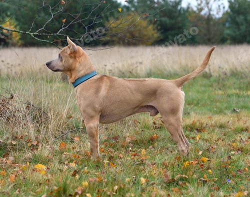 Preview: The Thai Ridgeback