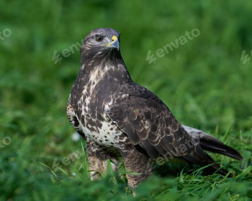 Preview: Common buzzard (Buteo buteo)
