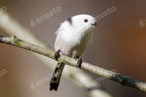 Preview: Long-Tailed Tit Sitting On Branch