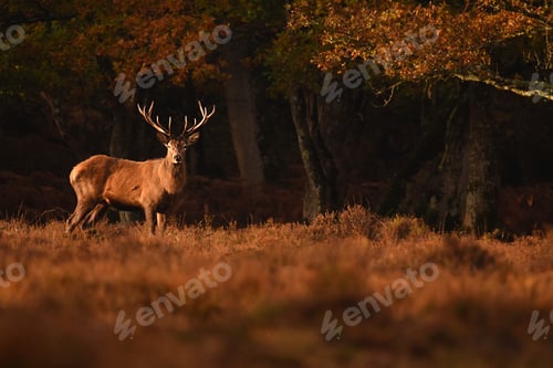 Preview: Closeup shot of a red deer on a grass field in a forest
