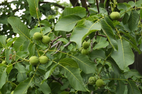 Preview: Green unripe walnuts on tree branches outdoors