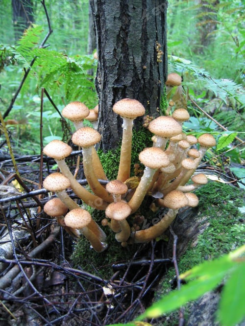 Preview: Honey mushrooms growing at tree